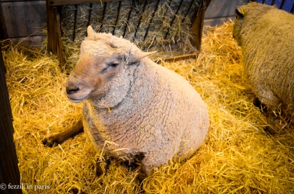 A relative of Fezzik, in sheep form.