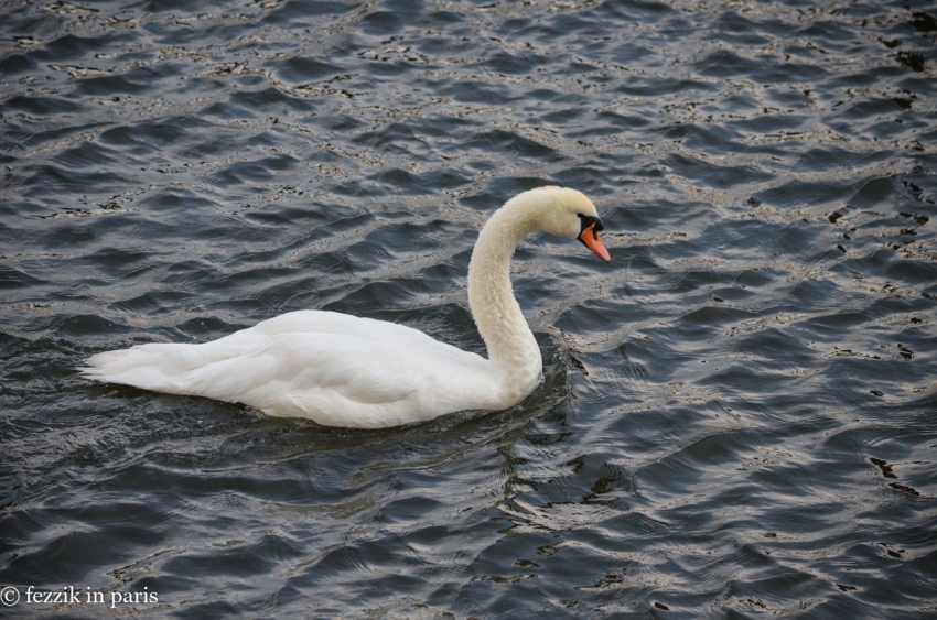 A swan, looking for something to beat the shit out of.
